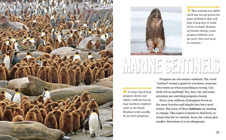 Produktbild: Nat Geo Reader Penguins