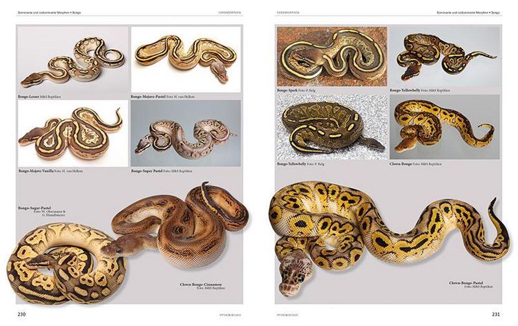 洋書　Python regius Das Kompendium 洋書 PYTHON REGIUS 洋書 Python regius Das Kompendium 本