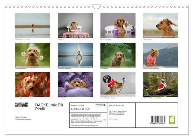Produktbild: DACKELmix Elli Pirelli (Wandkalender 2026 DIN A3 quer), CALVENDO Monatskalender