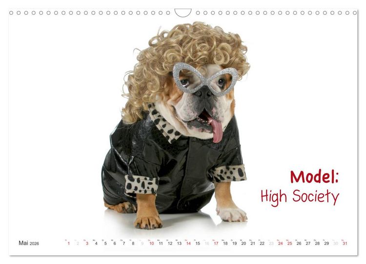 Produktbild: English Bulldog XXL Models (Wandkalender 2026 DIN A3 quer), CALVENDO Monatskalender