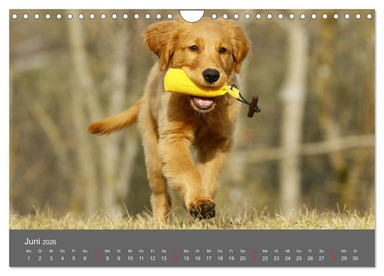Produktbild: Chesley Kleiner Hund grosse Abenteuer (Wandkalender 2026 DIN A4 quer), CALVENDO Monatskalender