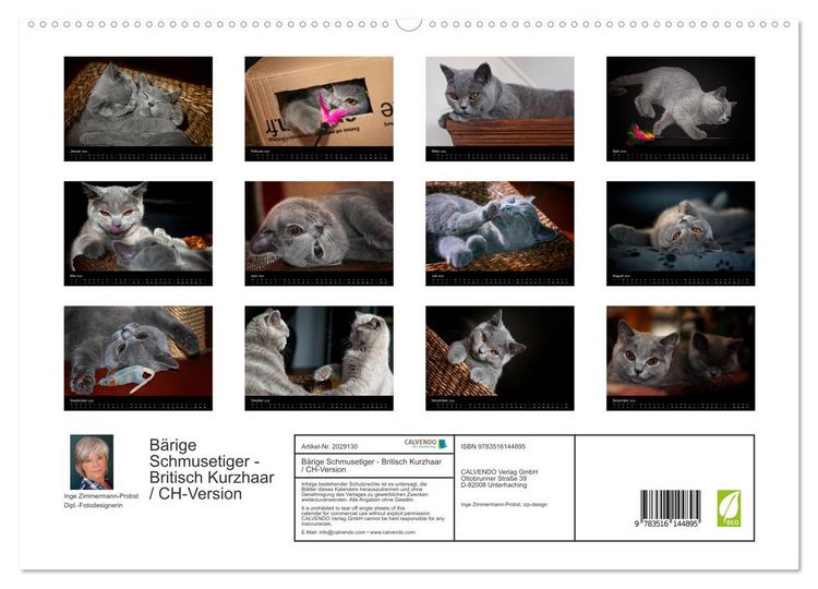 Produktbild: B&auml;rige Schmusetiger - Britisch Kurzhaar / CH-Version (hochwertiger Premium Wandkalender 2026 DIN A2 quer), Kunstdruck in Hochglanz