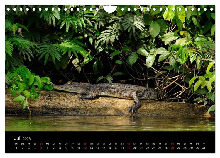 Produktbild: REPTILIEN (Wandkalender 2026 DIN A4 quer), CALVENDO Monatskalender