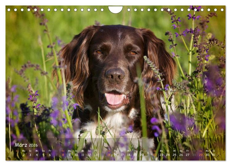 Produktbild: Jagdhunde - Treue Waidgesellen (Wandkalender 2026 DIN A4 quer), CALVENDO Monatskalender