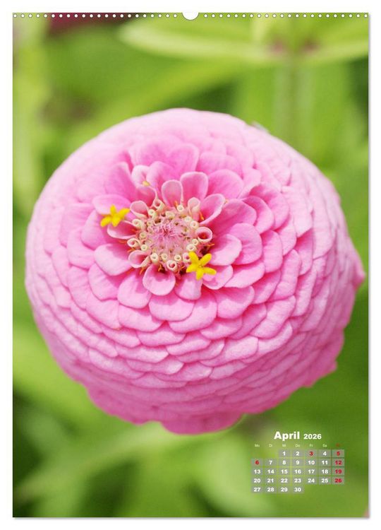 Produktbild: Zinnien im Garten (hochwertiger Premium Wandkalender 2026 DIN A2 hoch), Kunstdruck in Hochglanz