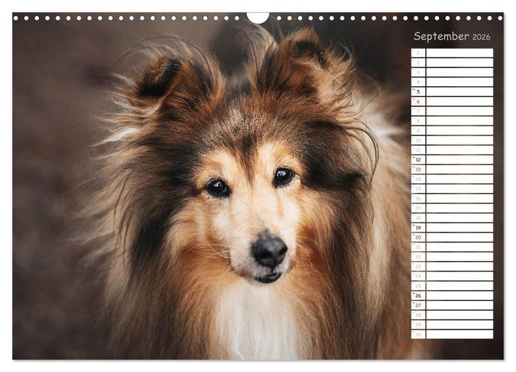Produktbild: Shetland Sheepdogs Blacky, Anry, Mojo 2026 (Wandkalender 2026 DIN A3 quer), CALVENDO Monatskalender