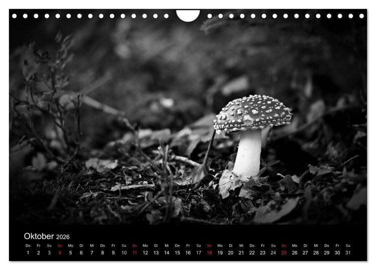 Produktbild: Hexen (Wandkalender 2026 DIN A4 quer), CALVENDO Monatskalender