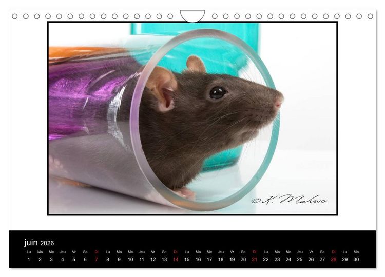 Produktbild: Ratte Ouille (Calendrier mural 2026 DIN A4 vertical), CALVENDO calendrier mensuel