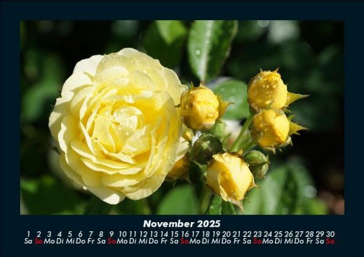 Produktbild: Rosen-Kalender 2025 Fotokalender DIN A5
