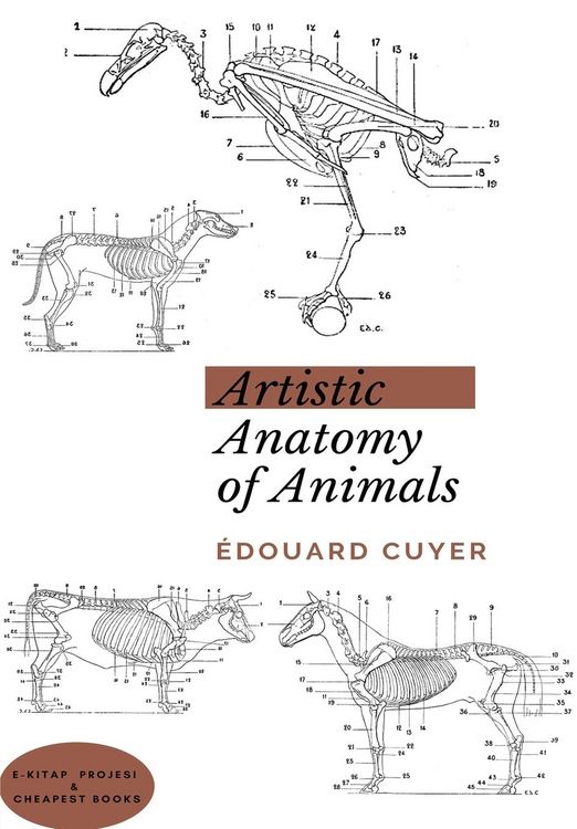 Produktbild: Artistic Anatomy Of Animals