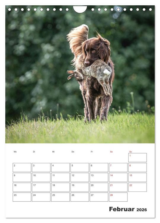 Produktbild: Geboren um zu Jagen. Der kleine M&uuml;nsterl&auml;nder (Wandkalender 2026 DIN A4 hoch), CALVENDO Monatskalender