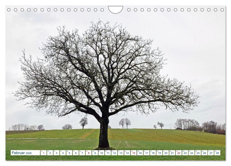 Produktbild: Ein Nussbaum von Januar bis Dezember (Wandkalender 2026 DIN A4 quer), CALVENDO Monatskalender