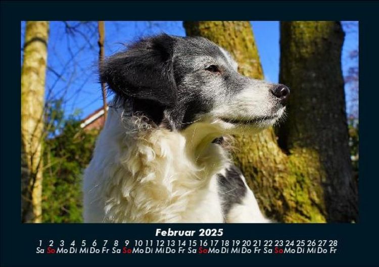 Produktbild: Hundezauber 2025 Fotokalender DIN A5