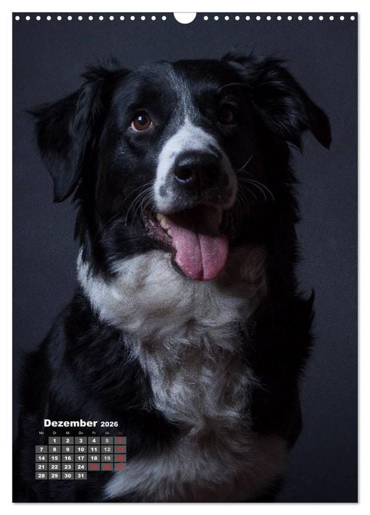 Produktbild: Treue Wegbegleiter, Hunde im Portrait. (Wandkalender 2026 DIN A3 hoch), CALVENDO Monatskalender