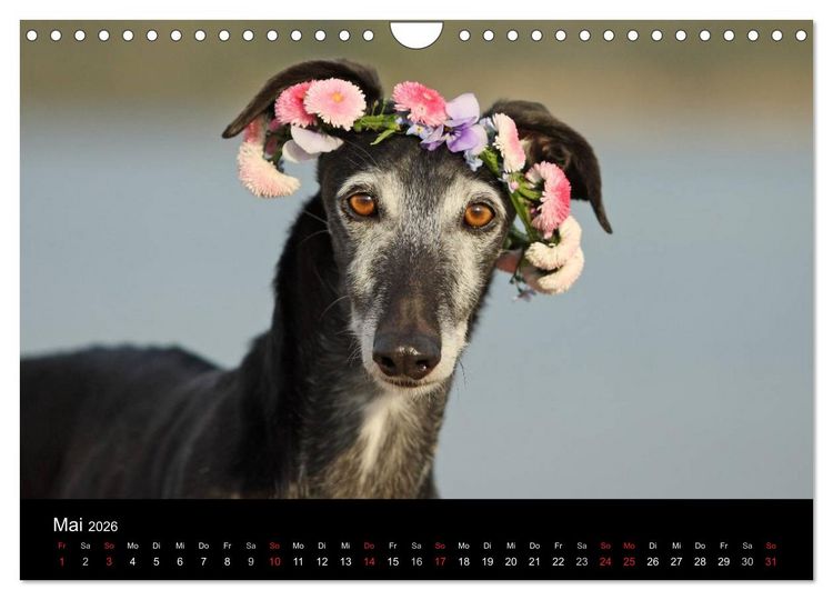 Produktbild: Der Windhundekalender (Wandkalender 2026 DIN A4 quer), CALVENDO Monatskalender