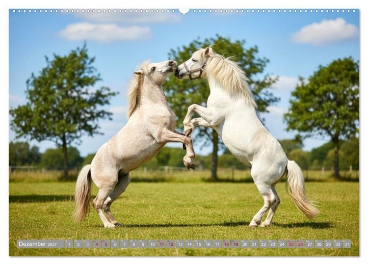 Produktbild: Sattel, Seele und Pferdeliebe (hochwertiger Premium Wandkalender 2027 DIN A2 quer), Kunstdruck in Hochglanz