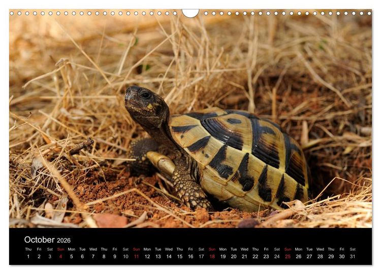 Produktbild: European Tortoises / UK-Version (Wall Calendar 2026 DIN A3 landscape), CALVENDO 12 Month Wall Calendar
