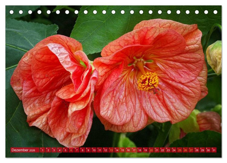 Produktbild: Flower Power - Zauberhafte K&uuml;belpflanzen (Tischkalender 2026 DIN A5 quer), CALVENDO Monatskalender