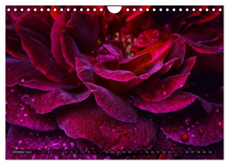 Produktbild: Gothic Rose - Rosen aus dem Garten der Finsternis (Wandkalender 2026 DIN A4 quer), CALVENDO Monatskalender
