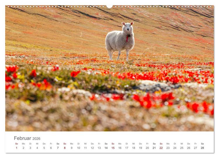Produktbild: Schafe - Weich und wollig (hochwertiger Premium Wandkalender 2026 DIN A2 quer), Kunstdruck in Hochglanz