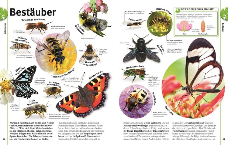 Produktbild: Unsere Welt in 1000 Bildern. Insekten