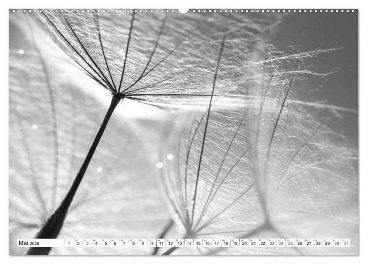 Produktbild: Pusteblumenzauber in schwarzwei&szlig; (Wandkalender 2026 DIN A2 quer), CALVENDO Monatskalender