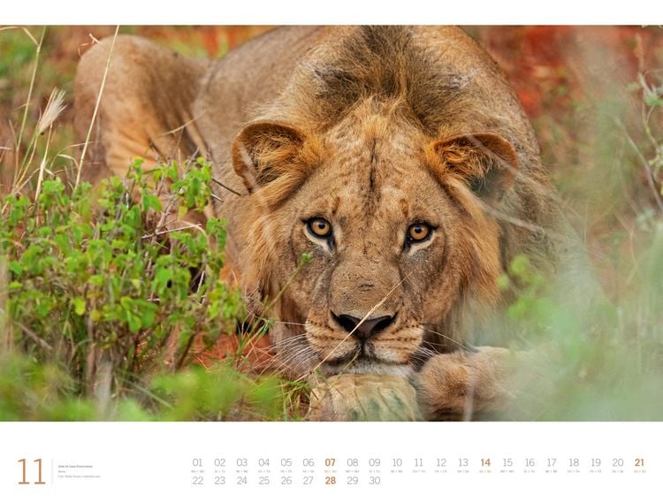 Produktbild: Afrika Gallery Kalender 2027