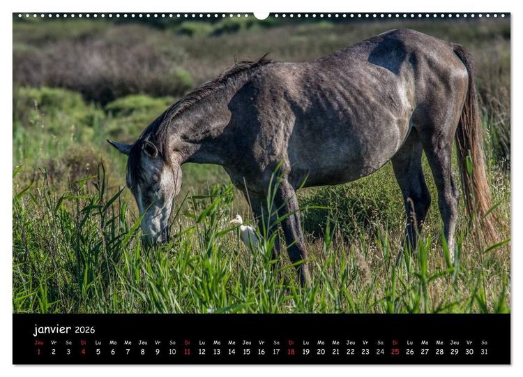 Produktbild: Cheval camarguais (Calendrier mural 2026 DIN A2 vertical) calendrier de bureau