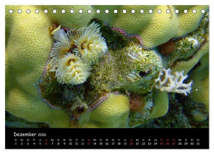 Produktbild: Rotes Meer - Unterwasserimpressionen (Tischkalender 2026 DIN A5 quer), CALVENDO Monatskalender