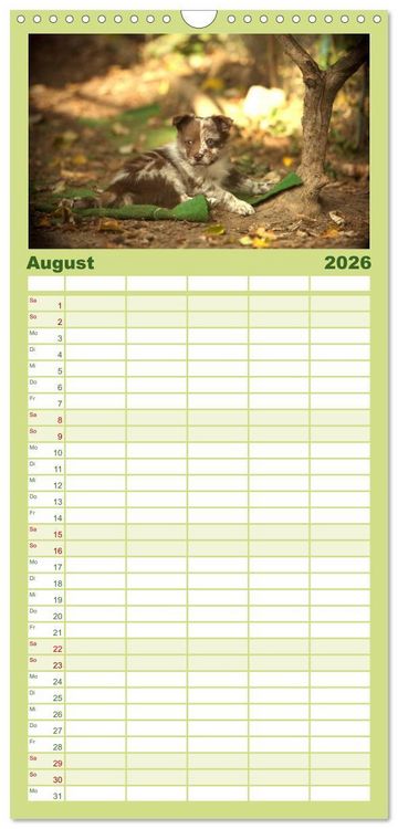 Produktbild: Familienplaner 2026 - Aussie Welpen 2026 mit 5 Spalten (Wandkalender, 21 x 45 cm) CALVENDO