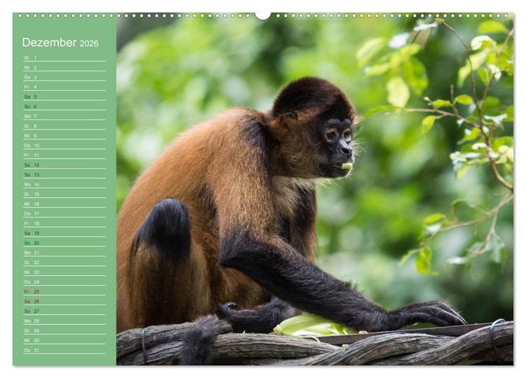 Produktbild: Die vielf&auml;ltige Welt der Affen (Wandkalender 2026 DIN A2 quer), CALVENDO Monatskalender
