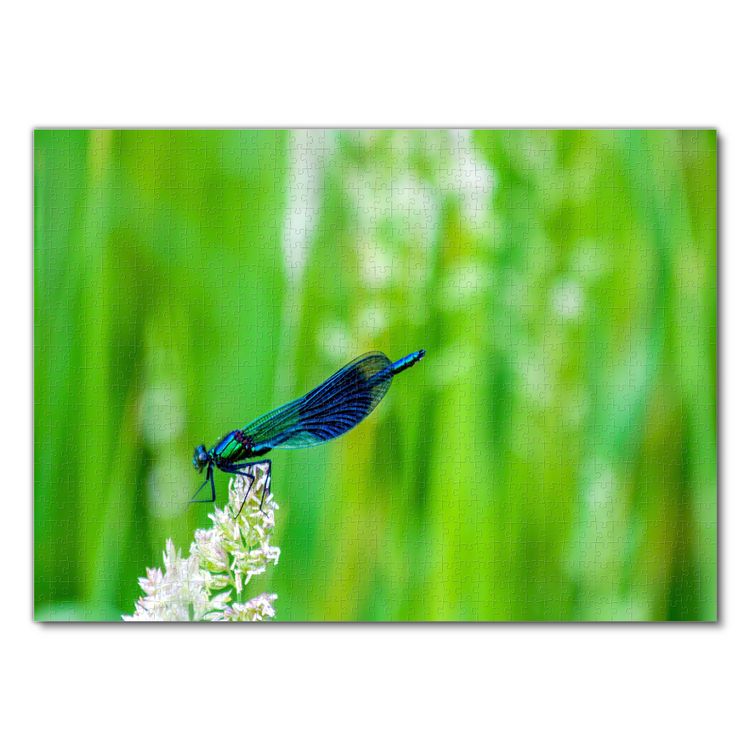 Produktbild: Lais Puzzle Libelle 1000 Teile