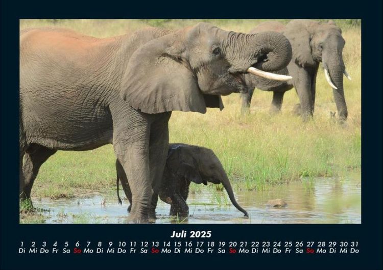 Produktbild: Elefanten 2025 Fotokalender DIN A4
