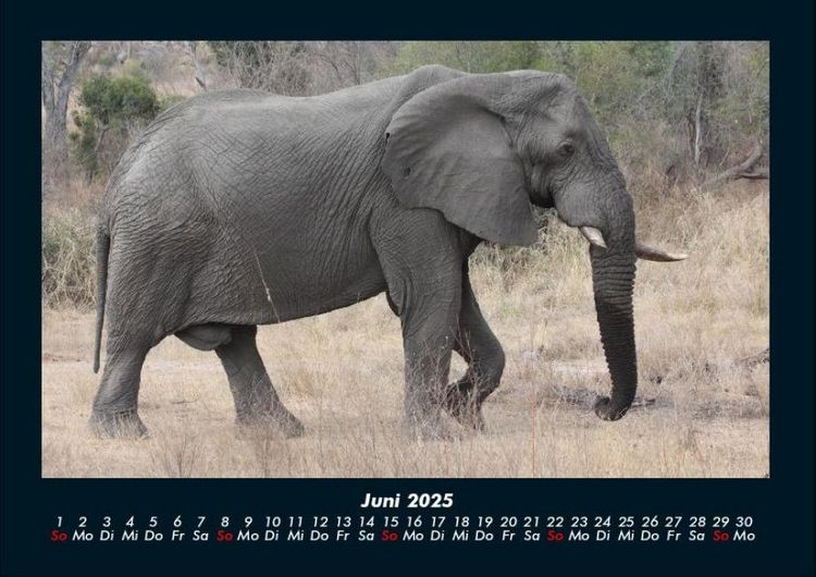 Produktbild: Elefanten - Die sanften Riesen Afrikas 2025 Fotokalender DIN A4