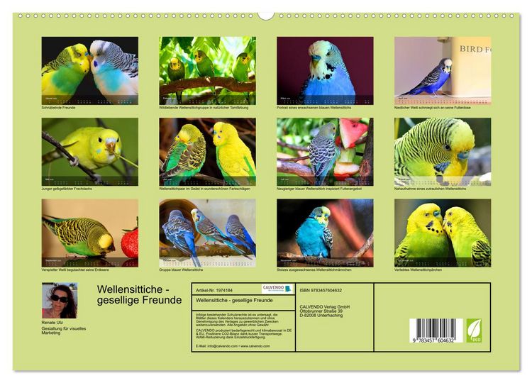 Produktbild: Wellensittiche - gesellige Freunde (Wandkalender 2026 DIN A2 quer), CALVENDO Monatskalender