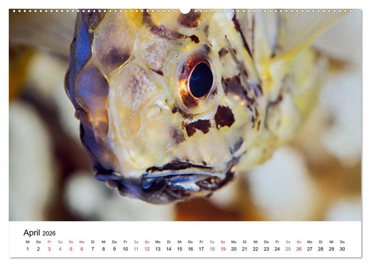 Produktbild: Fischzauber - Wundervolle Aquarienfische (hochwertiger Premium Wandkalender 2026 DIN A2 quer), Kunstdruck in Hochglanz