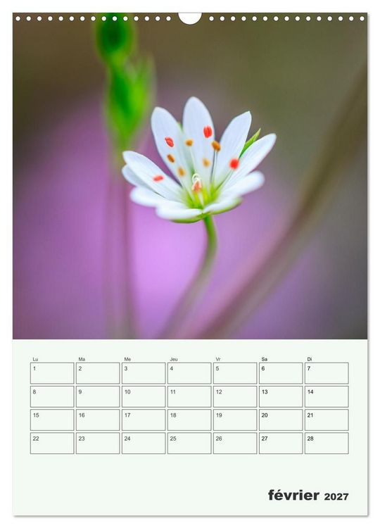 Produktbild: Les fleurs, &eacute;ternelles &eacute;phem&egrave;res (Calendrier mural 2027 DIN A3 horizontal), CALVENDO calendrier mensuel