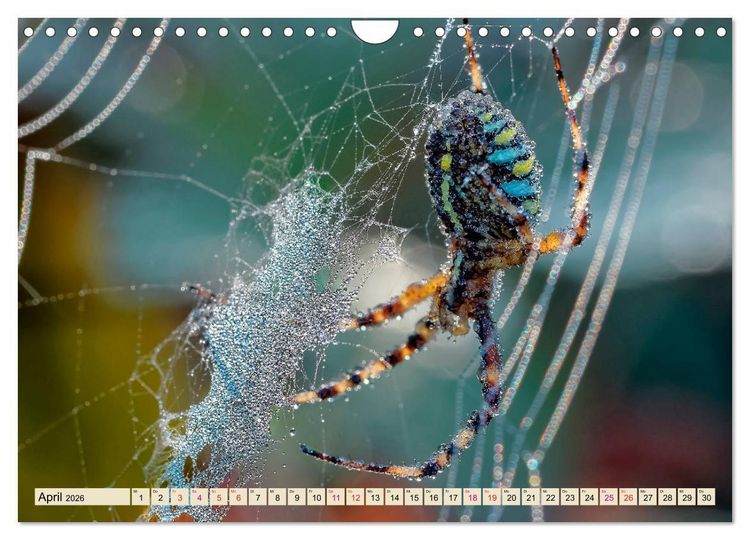 Produktbild: Spinnennetze - Wunder der Natur (Wandkalender 2026 DIN A4 quer), CALVENDO Monatskalender