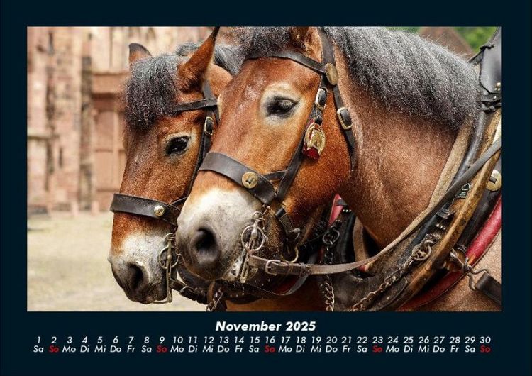 Produktbild: Pferde Kalender 2025 Fotokalender DIN A4