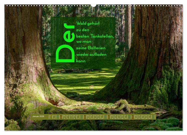 Produktbild: WALD Erholung pur (hochwertiger Premium Wandkalender 2026 DIN A2 quer), Kunstdruck in Hochglanz