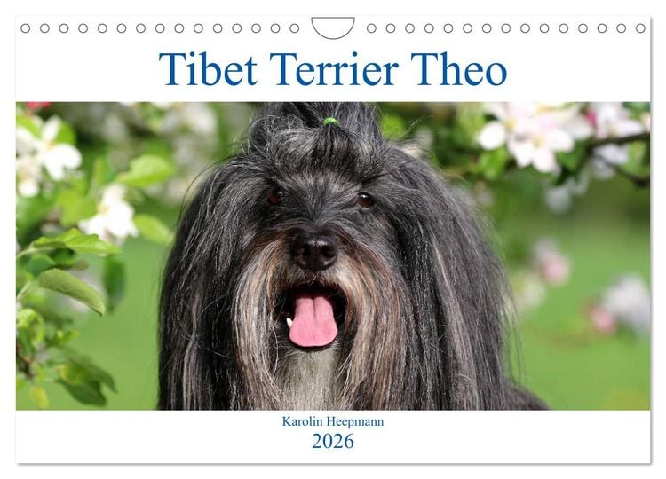 Produktbild: Tibet Terrier Theo (Wandkalender 2026 DIN A4 quer), CALVENDO Monatskalender