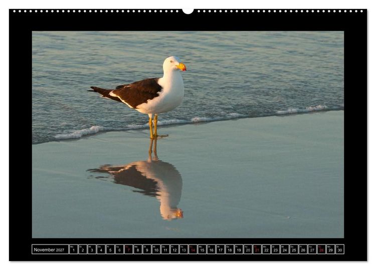 Produktbild: V&ouml;gel von "Down Under" Australien (Wandkalender 2027 DIN A2 quer), CALVENDO Monatskalender