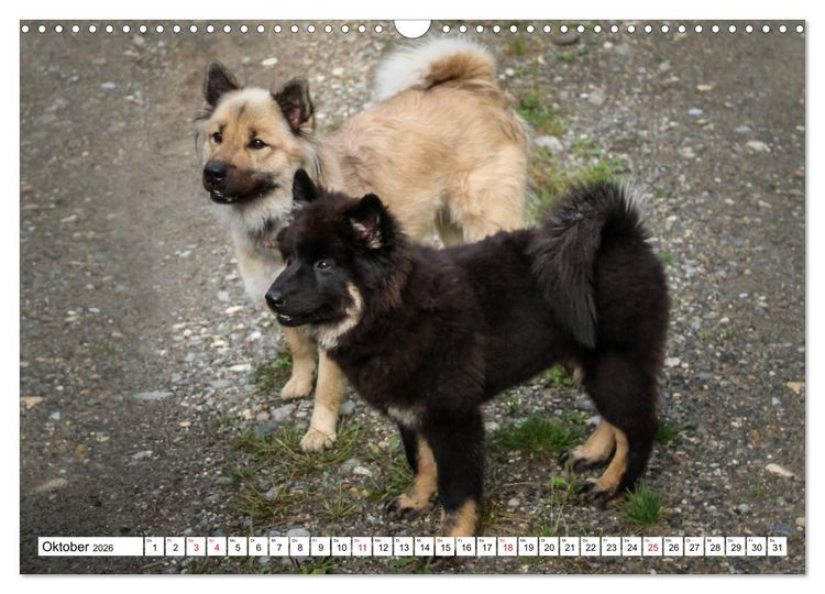 Produktbild: Eurasier, der Hund im Wolfspelz (Wandkalender 2026 DIN A3 quer), CALVENDO Monatskalender