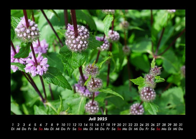 Produktbild: Pflanzen und Bl&uuml;ten 2025 Fotokalender DIN A3