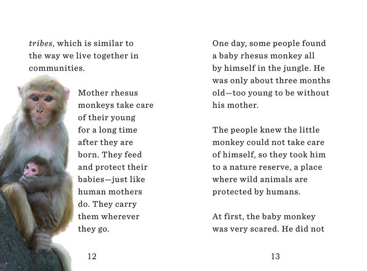 Produktbild: Holland, J: Monkey and the Dove