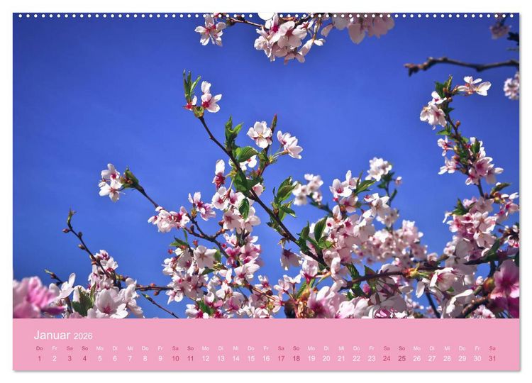 Produktbild: Zarte Kirschbl&uuml;ten - Berauschende Gedankend&uuml;fte (hochwertiger Premium Wandkalender 2026 DIN A2 quer), Kunstdruck in Hochglanz