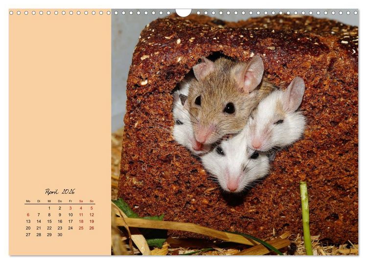 Produktbild: Mausige Zeiten! Putzige Gesellen mit Knopfaugen (Wandkalender 2026 DIN A3 quer), CALVENDO Monatskalender