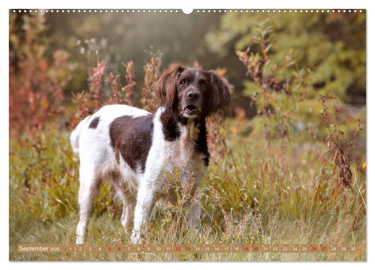 Produktbild: Passion Jagdhund - Kleiner M&uuml;nsterl&auml;nder (Wandkalender 2026 DIN A2 quer), CALVENDO Monatskalender