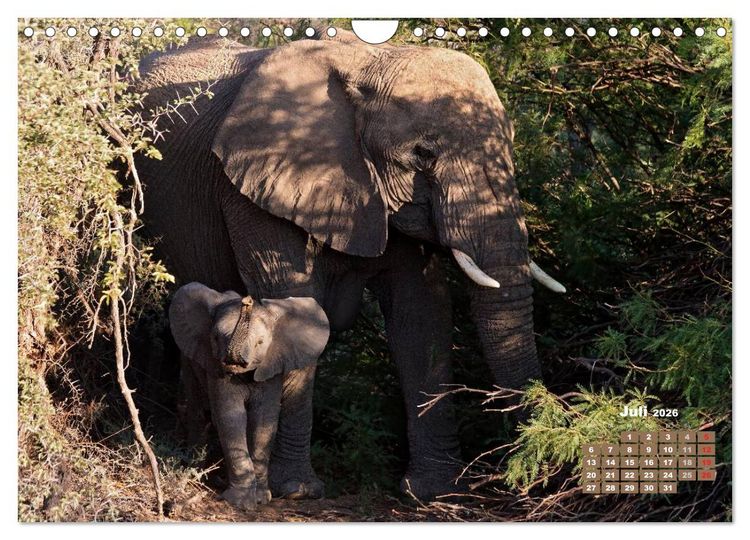 Produktbild: Afrikas Tierwelt: Elefantenbabys (Wandkalender 2026 DIN A4 quer), CALVENDO Monatskalender
