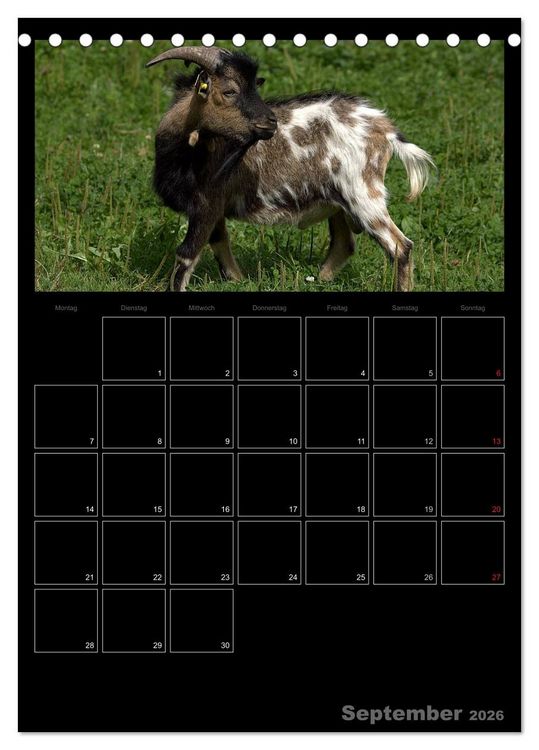 Produktbild: Zwergziegen (Tischkalender 2026 DIN A5 hoch), CALVENDO Monatskalender